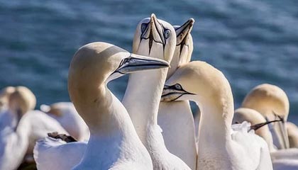 leyu管理-世界杯资格赛中国女篮首战击败马里队