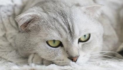 leyu管理-西蒙尼达成500战里程碑 马竞小胜后向争冠进发