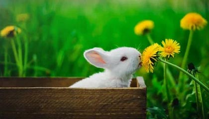 leyu管理-世界杯资格赛中国女篮首战击败马里队